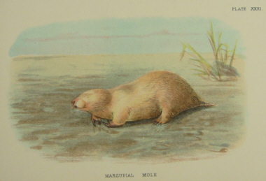 Lydekker mammals