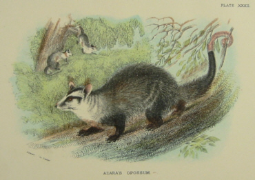 Lydekker mammals