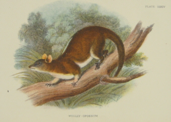 Richard Lydekker Australian mammals