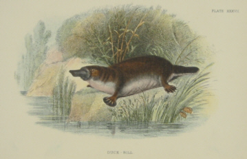 Richard Lydekker Australian mammals