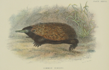 Richard Lydekker Australian mammals