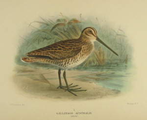Gregory Mathews Birds of Australia