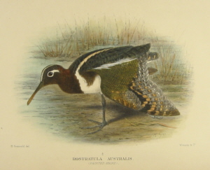 Gregory Mathews Birds of Australia