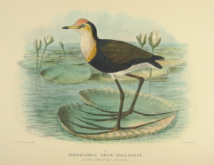 Gregory Mathews Birds of Australia