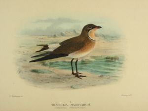 Gregory Mathews Birds of Australia