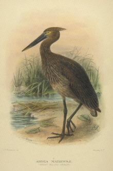 Gregory Mathews Birds of Australia