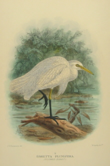 Gregory Mathews Birds of Australia