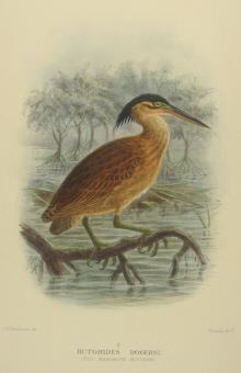 Gregory Mathews Birds of Australia