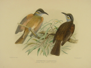 Gregory Mathews Birds of Australia