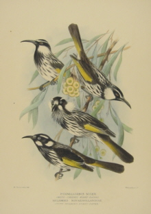 Gregory Mathews Birds of Australia