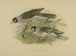 Gregory Mathews Birds of Australia