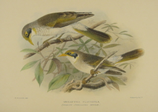 Gregory Mathews Birds of Australia