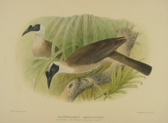 Gregory Mathews Birds of Australia