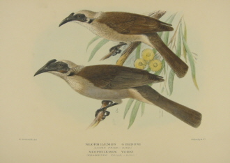 Gregory Mathews Birds of Australia