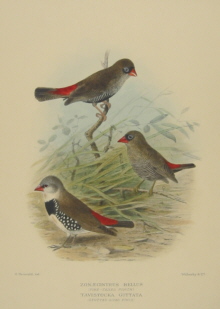 Gregory Mathews Birds of Australia