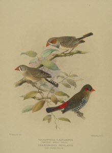 Gregory Mathews Birds of Australia