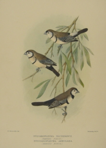 Gregory Mathews Birds of Australia