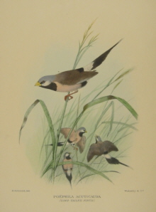 Gregory Mathews Birds of Australia