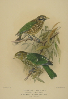 Gregory Mathews Birds of Australia