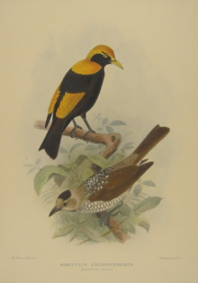 Gregory Mathews Birds of Australia