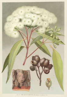 Botanical prints, Joseph Maiden