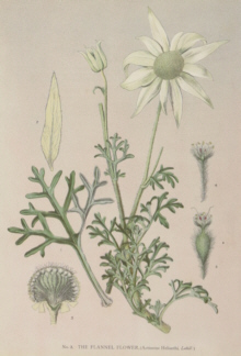 Botanical prints, Joseph Maiden