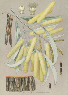 Botanical prints, Joseph Maiden