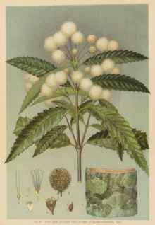 Botanical prints, Joseph Maiden