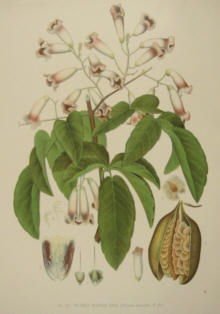 Joseph maiden Flowering Plants of New South Wales