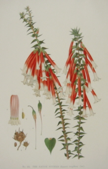 Joseph Maiden Flowering Plants of New South Wales