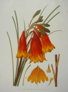 Joseph Maiden Flowering Plants of New South Wales
