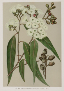 Botanical prints, Joseph Maiden