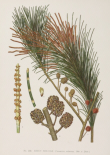 Botanical prints, Joseph Maiden