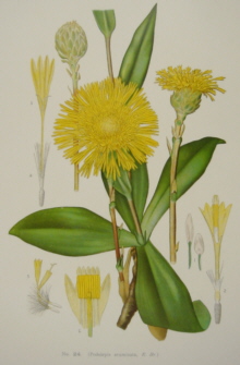 Joseph Maiden Flowering Plants of New South Wales