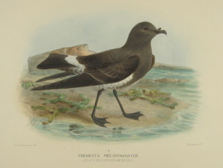 Gregory Mathews Birds of Australia