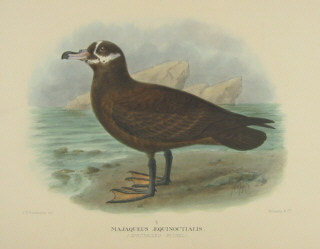 Gregory Mathews Birds of Australia