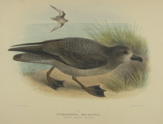 Gregory Mathews Birds of Australia