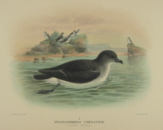 Gregory Mathews Birds of Australia