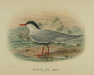 Gregory Mathews Birds of Australia