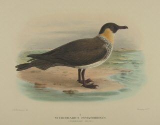 Gregory Mathews Birds of Australia