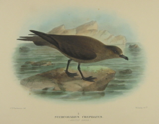 Gregory Mathews Birds of Australia