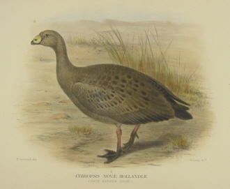 Gregory Mathews Birds of Australia