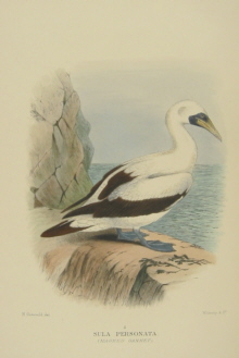 Gregory Mathews Birds of Australia