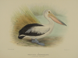 Gregory Mathews Birds of Australia