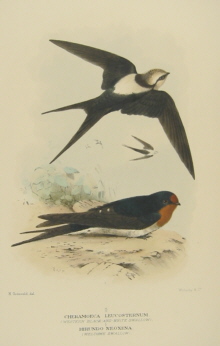 Gregory Mathews Birds of Australia