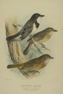 Gregory Mathews Birds of Australia