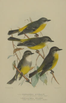 Gregory Mathews Birds of Australia