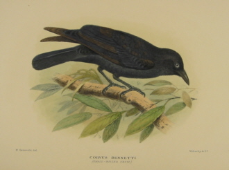 Gregory Mathews Birds of Australia