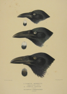 Gregory Mathews Birds of Australia