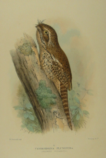 Gregory Mathews Birds of Australia